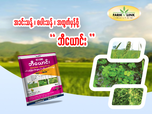 စပါးယောင်တွေကြား စပါးခင်း ပျောက်တော့မလား❓❓ စပါးစိုက်ဦးကြီးတို့ရေ... Bispyribac-sodium 10% ဆေးတွေနဲ့ ဘယ်လောက်ဖျန်းဖျန်း မသေတဲ့ စပါးယောင်နဲ့ တက်ကွက်တွေကြောင့် စိတ်ပျက်‌နေရပြီဆိုရင်... အရှေ့တောင်အာရှတစ်ခွင်မှာ တောင်သူတွေ လက်မထောင် အသိအမှတ်ပြုထားတဲ့ #ဘီယောင်း